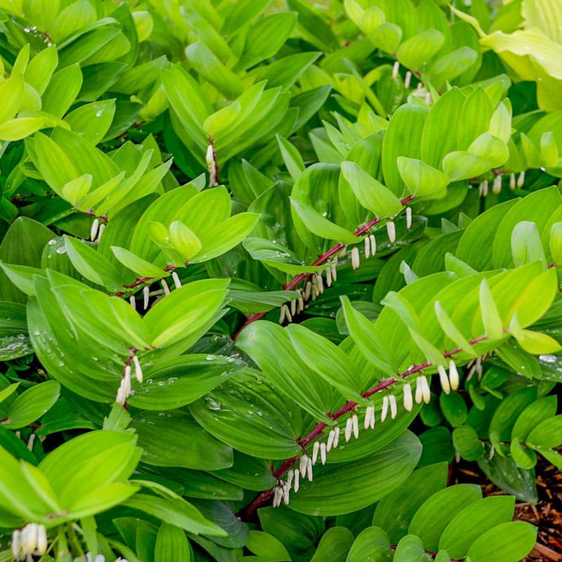 Ruby Slippers Solomon's Seal - Shop Solomon's Seal