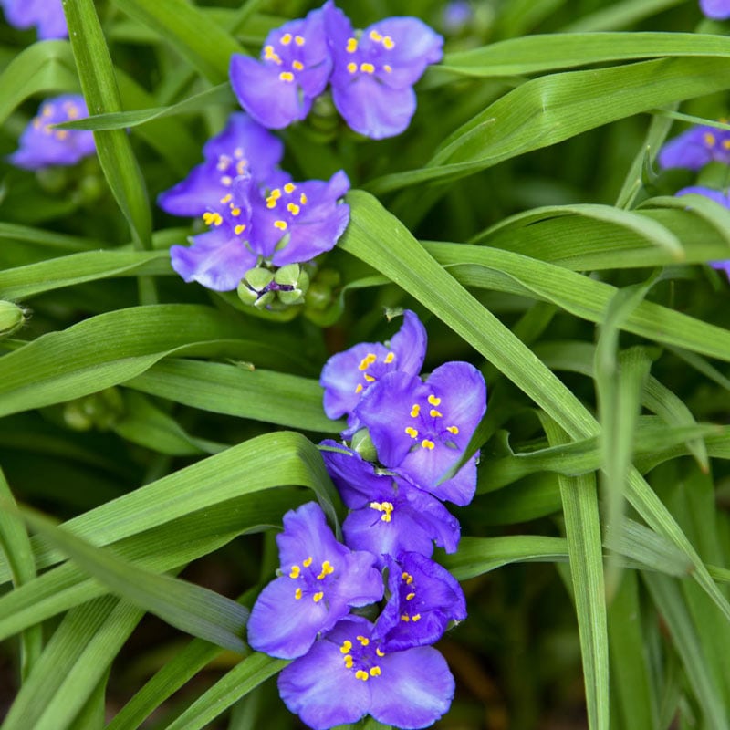 Amethyst Kiss Tradescantia - Shop Perenials