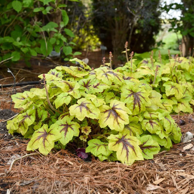 Catching Fire Heucherella - Coral Bells