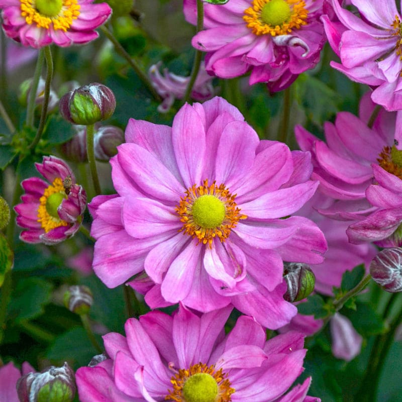 Curtain Call Pink Anemone - Shop Anemone