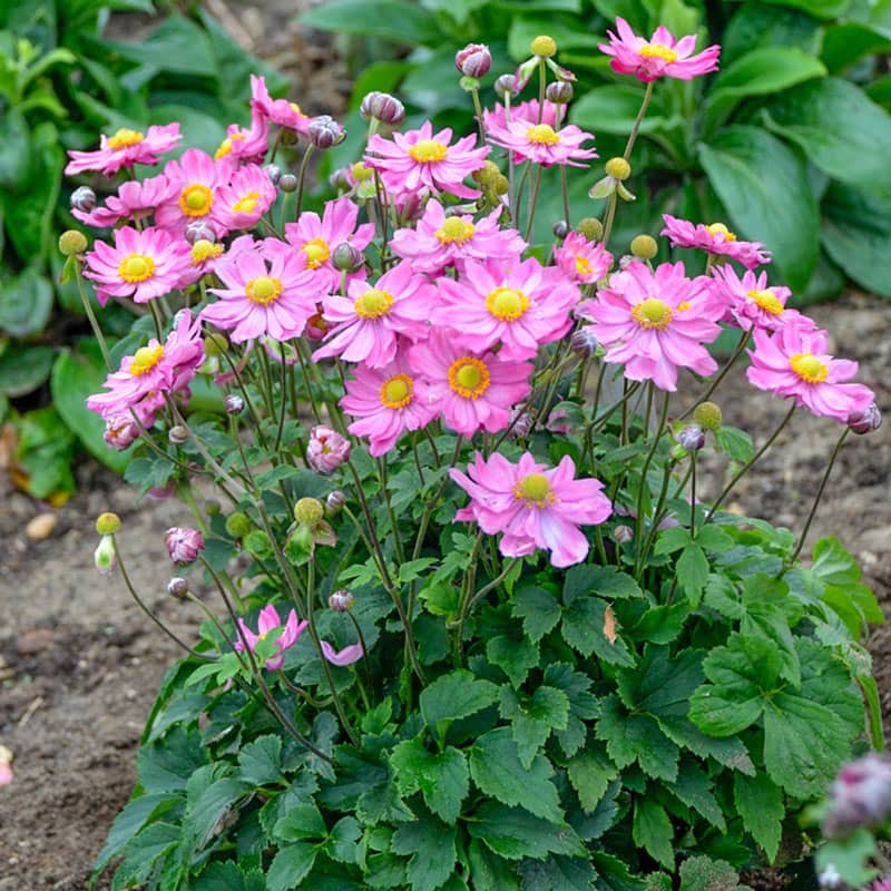 Curtain Call Pink Anemone - Shop Anemone