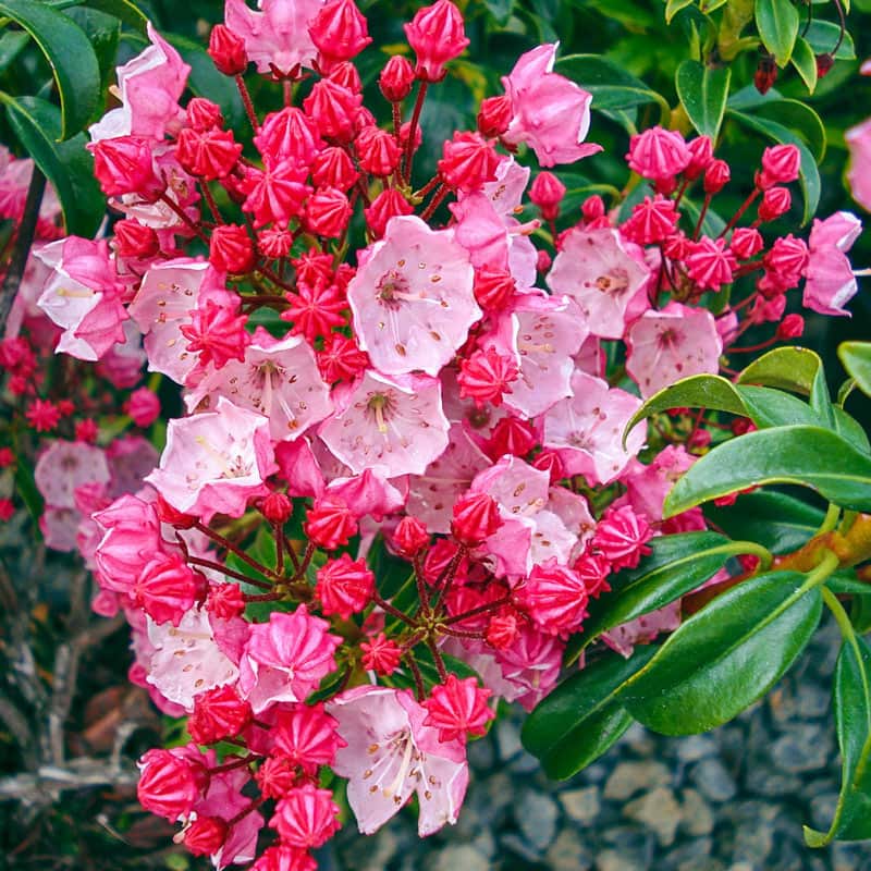 Firecracker Mountain Laurel - Shop Kalmia