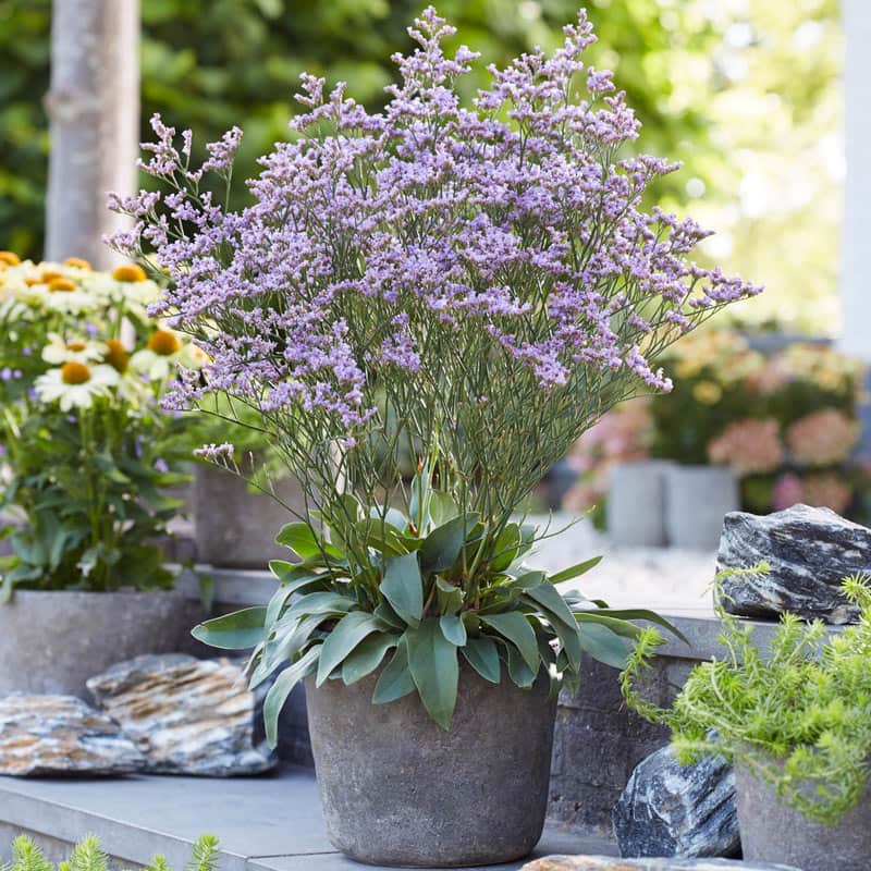 Dazzle Rocks Limonium - Buy Limonium