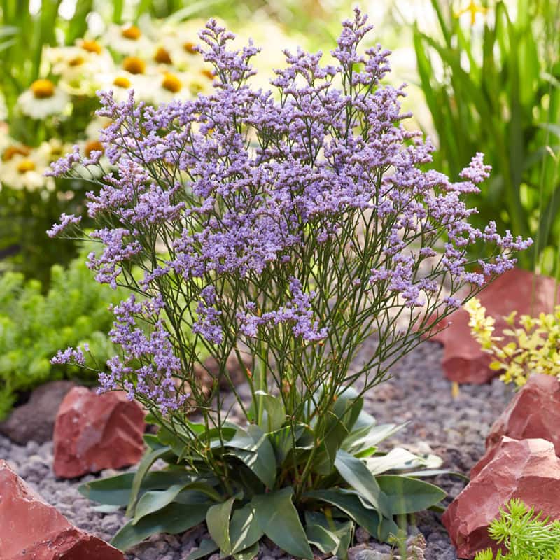 Dazzle Rocks Limonium - Buy Limonium