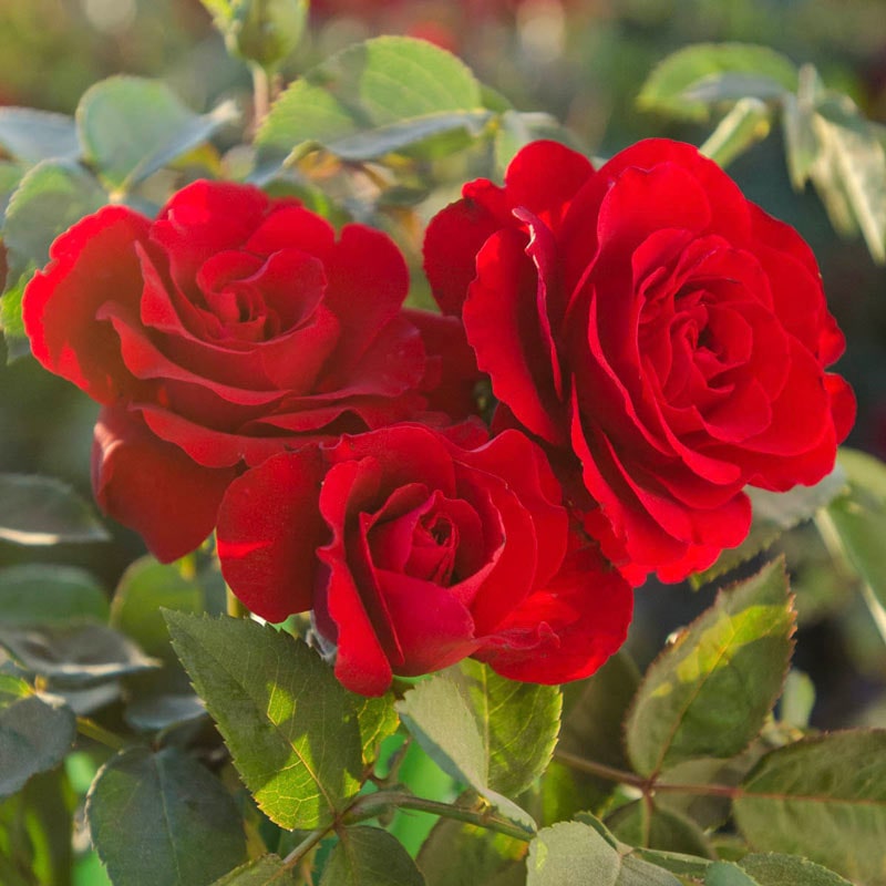 Red Rose Plants: Floribunda Rose