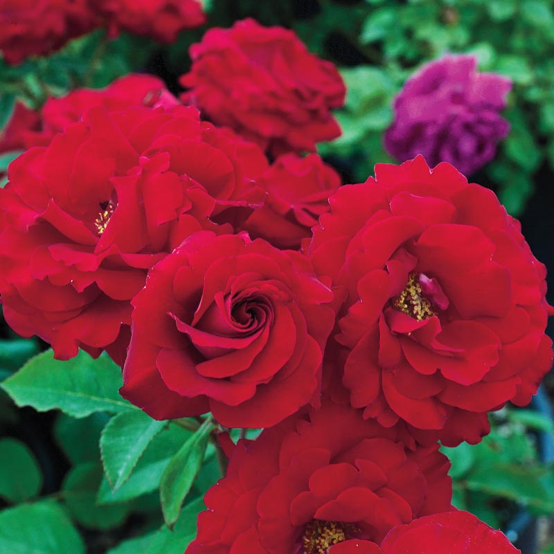 Red Rose Plants: Floribunda Rose