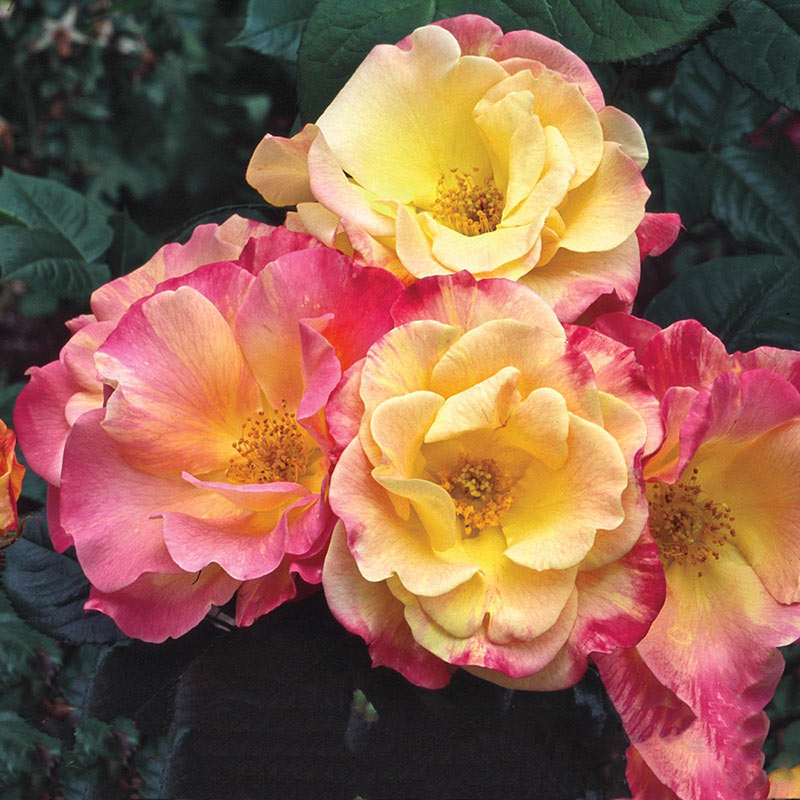 Jacob's Robe Climbing Rose - Shop Climbing Roses