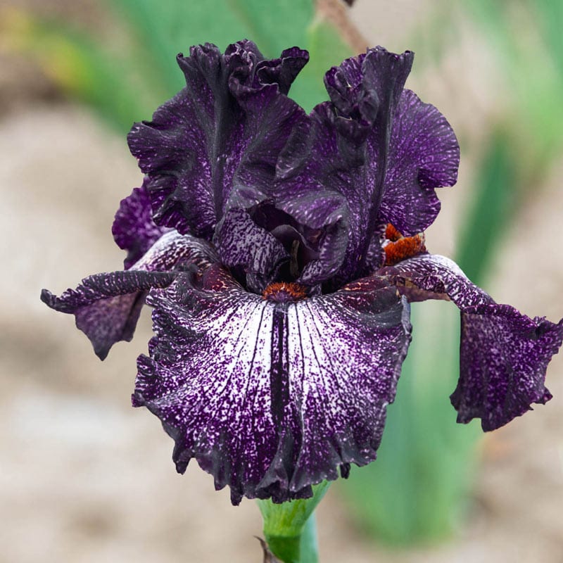 Grape Zebra™ Tall Bearded Iris – Shop Irises