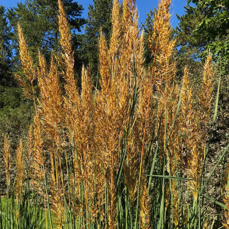 Golden Sunset Yellow Prairie Grass - Shop Grasses