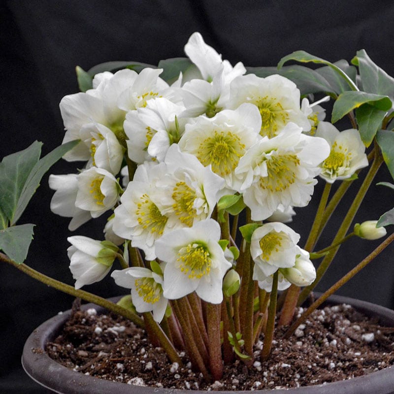 Snowbells Lenten Rose - Shop Hellebores