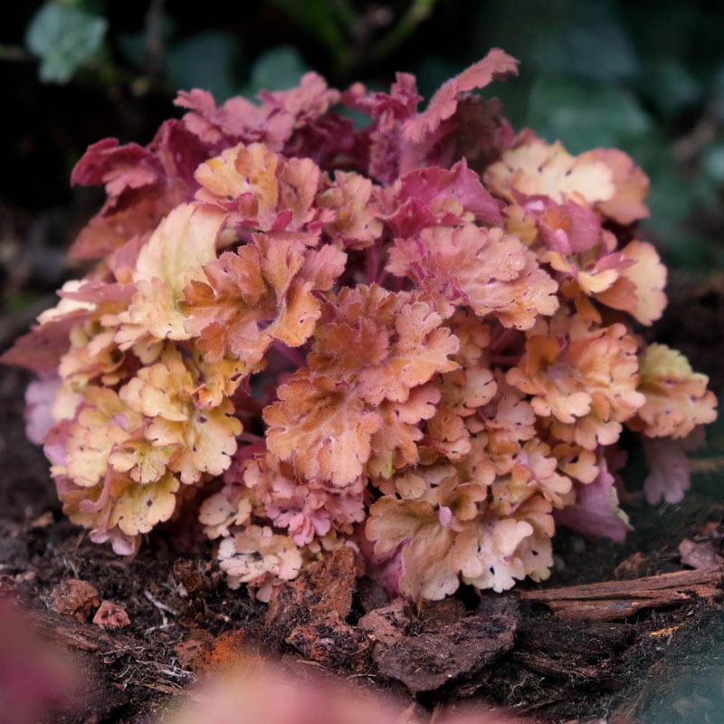 Frilly Coral Bells - Shop Heuchera