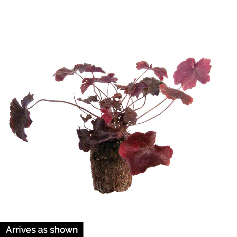 Frilly Coral Bells - Shop Heuchera