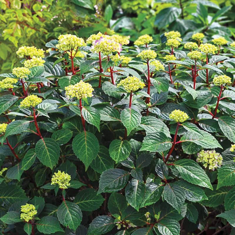 Endless Summer Bloomstruck Hydrangea Plants