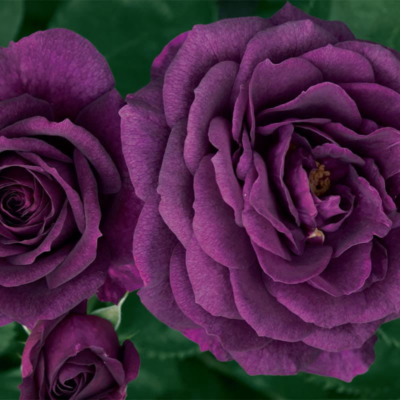 Ebb Tide Purples Roses At