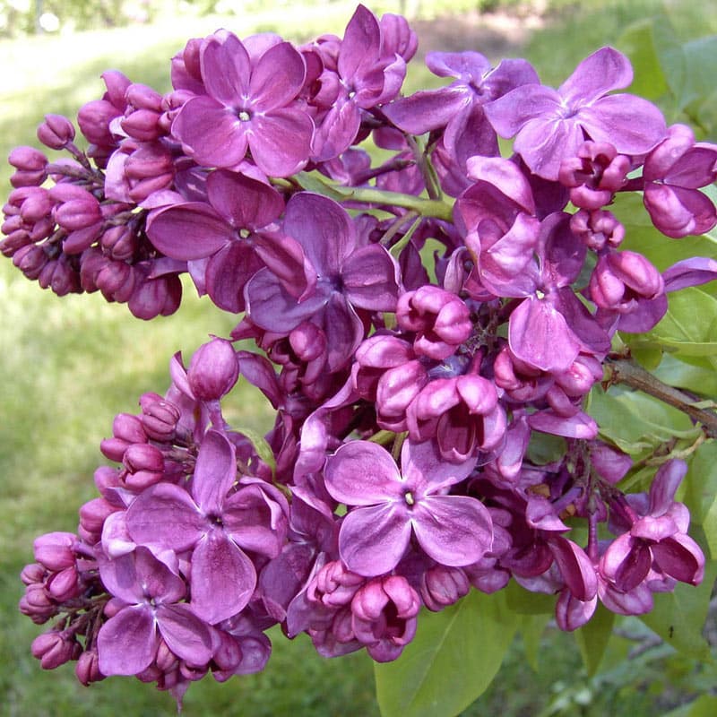 Agincourt Beauty Lilac - Shop Lilacs