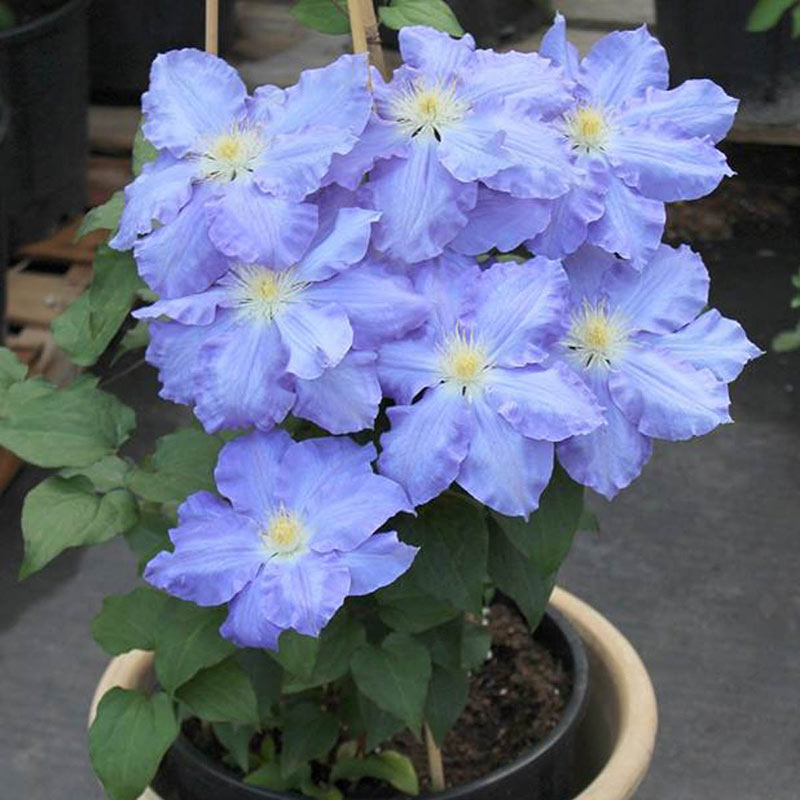 Clematis Blue Jeanne— Shop Clematis