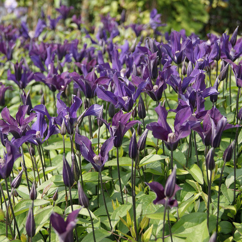 Clematis Blue Ocean - Shop Clematis