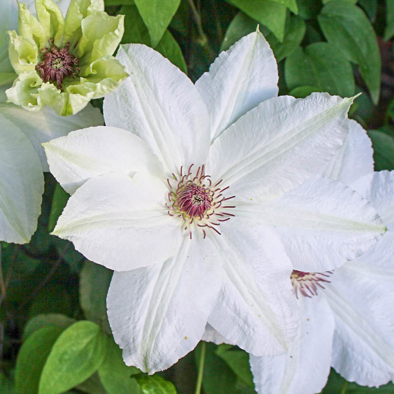 Clematis Fuyu-no-tabi - Shop Clematis