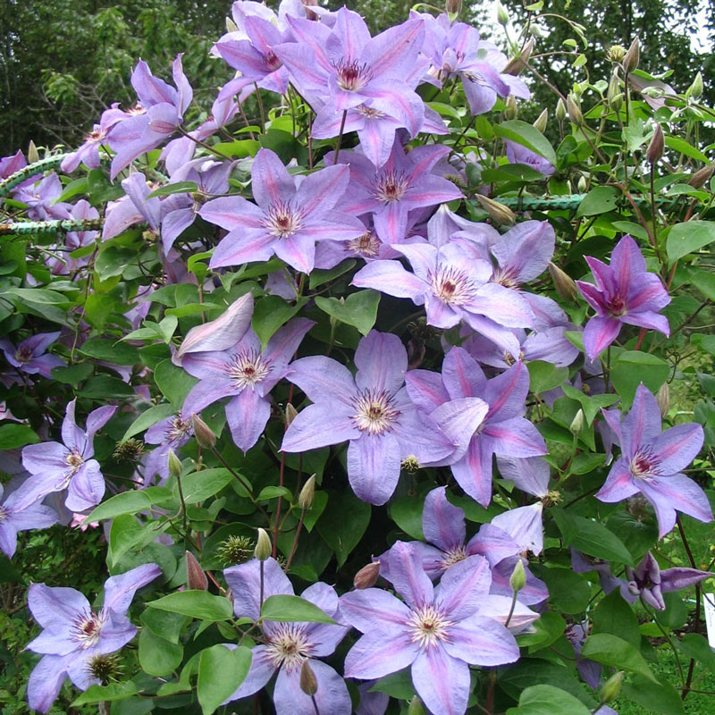 Clematis Minister - Shop Clematis