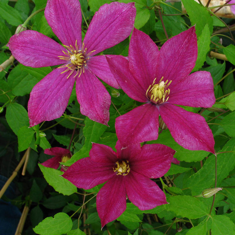 Clematis Sabine - Shop Clematis