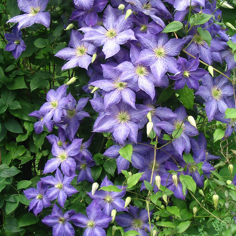 Clematis 'Silmakivi'— Shop Clematis