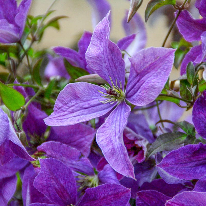 Clematis Sunny Sky - Shop Clematis