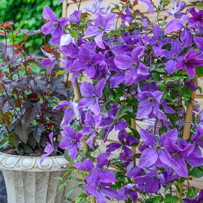 Clematis Sunny Sky - Shop Clematis