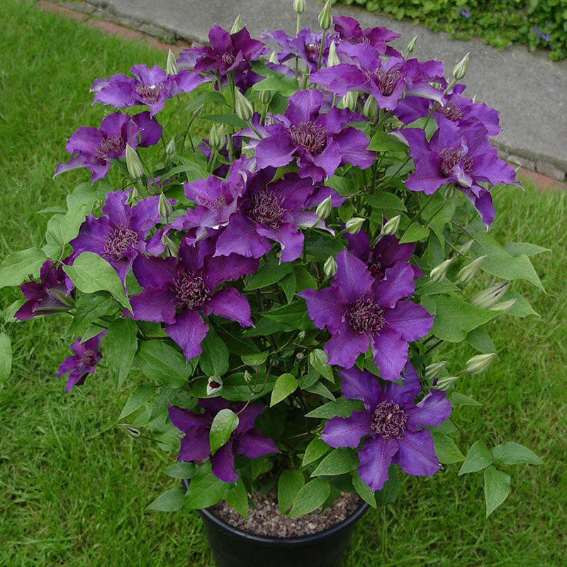 Clematis Suzy Mac— Shop Purple Clematis