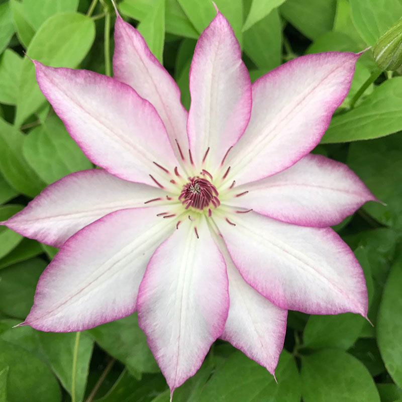 Clematis Tae— Shop Japanese Clematis