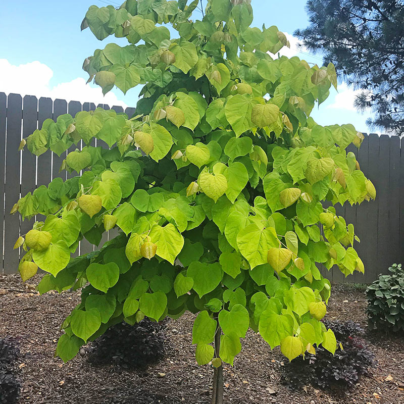 Rise 'N Shine Redbud Tree