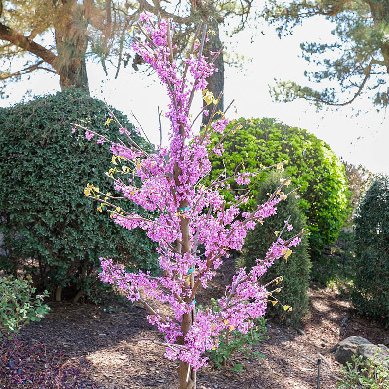 Rise 'N Shine Redbud Tree