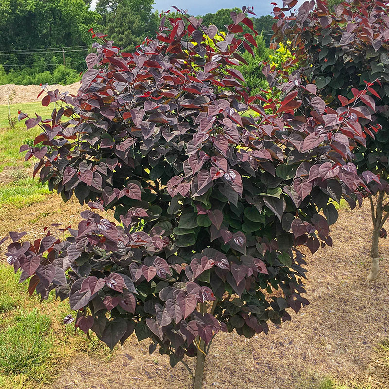 Garden Gems™ Amethyst Redbud Tree - Shop Trees