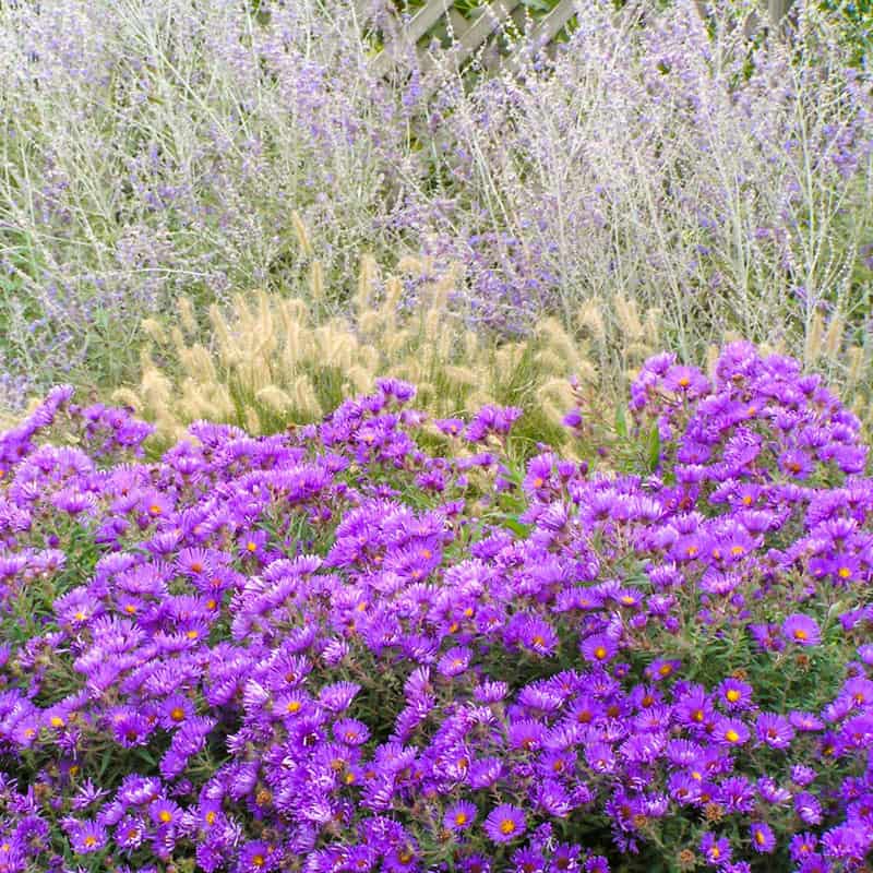 Purple Dome Aster - Shop Fall Asters