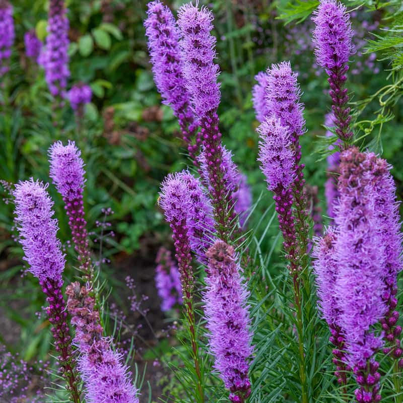 Kobold Liatris - Shop Butterfly Liatris