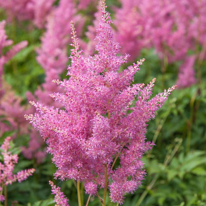 Rheinland Astilbe - Shop Astible