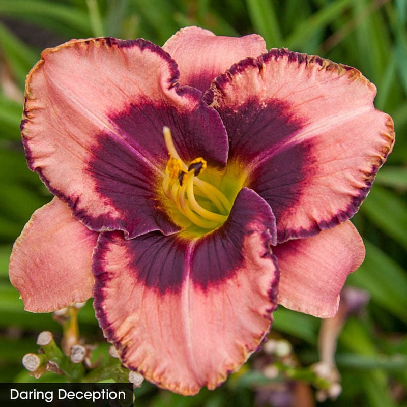 Reblooming Daylily Classic Collection - Buy Daylilies