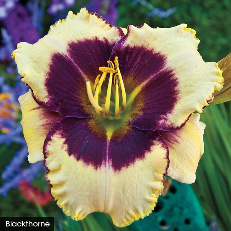 Reblooming Daylily Select Collection - Buy Daylilies