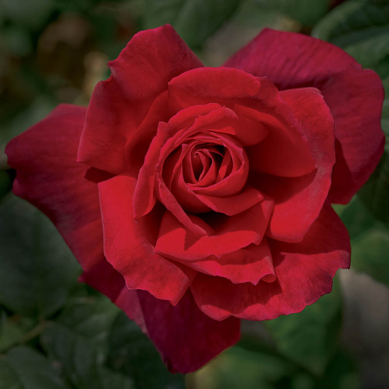 Chrysler Imperial Hybrid Tea Rose - Hybrid Tea Roses