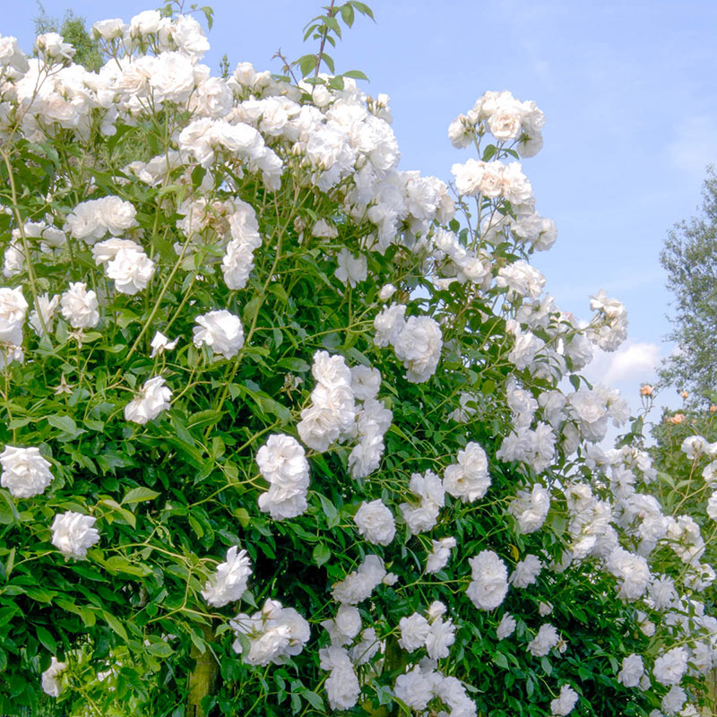 Iceberg Climbing Rose - White Climbing Roses