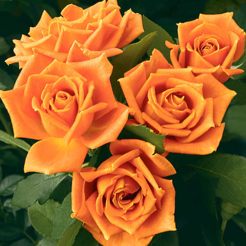 Pumpkin Patch Floribunda Rose