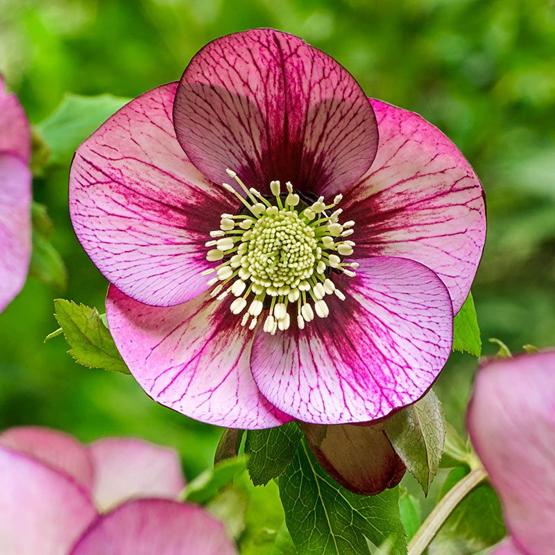 Fresco Hellebore - Shop Hellebore