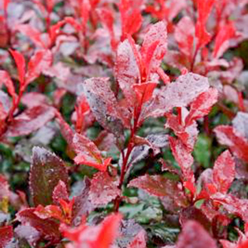 Fire Fantasy Photinia - Shop Shrubs