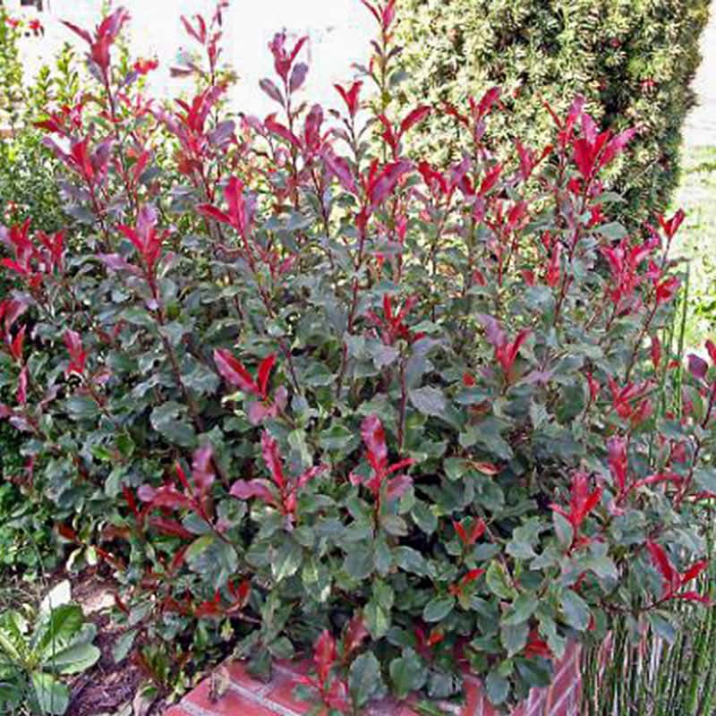 Fire Fantasy Photinia - Shop Shrubs