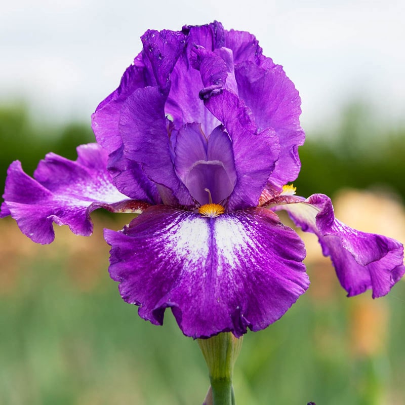 Aubergine a la Mode Reblooming Bearded Iris