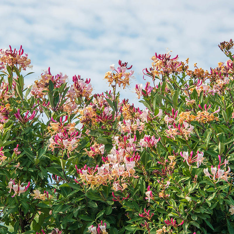 Fragrant Cloud Honeysuckle - Pollinator Garden