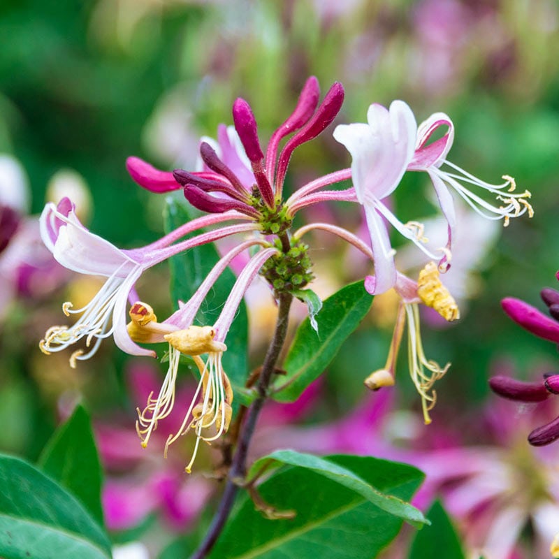 Fragrant Cloud Honeysuckle - Pollinator Garden