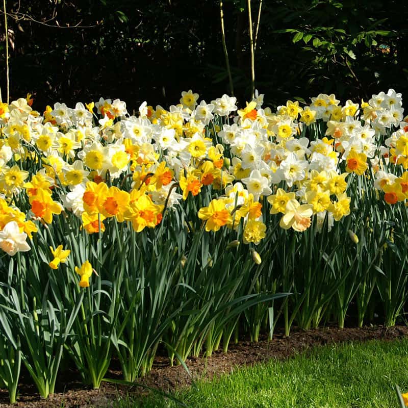 Giant Trumpet Daffodils for Naturalizing