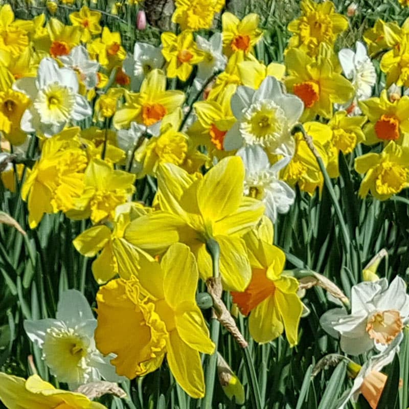 Giant Trumpet Daffodils for Naturalizing