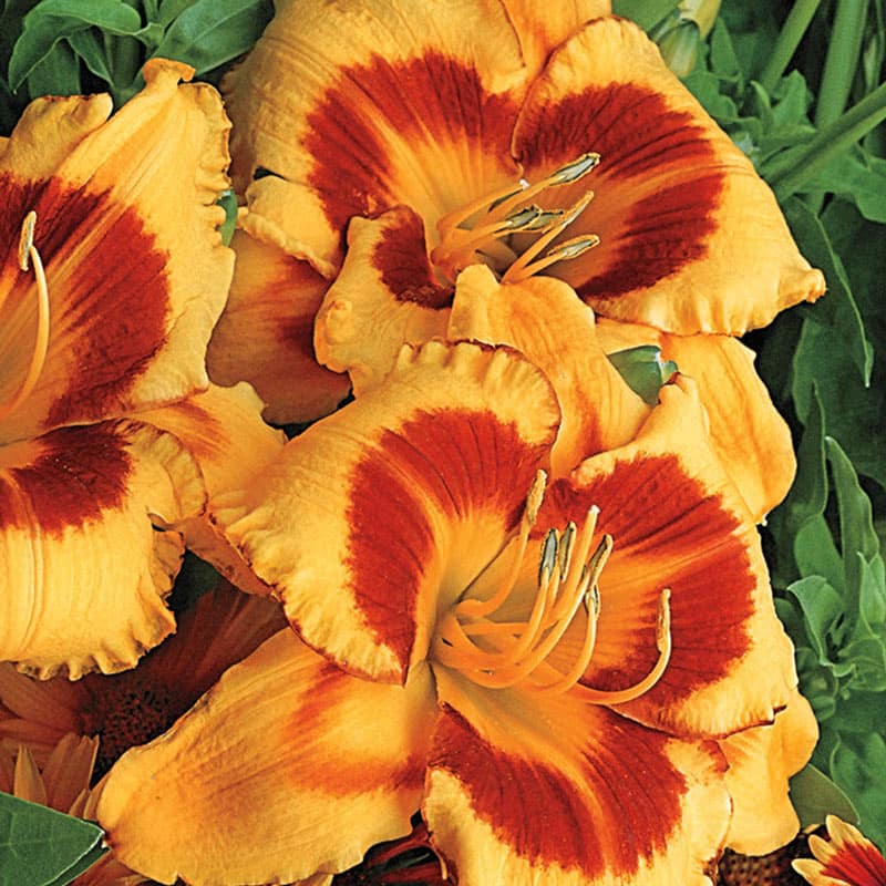 Fooled Me Daylily - Shop Daylily Bulbs