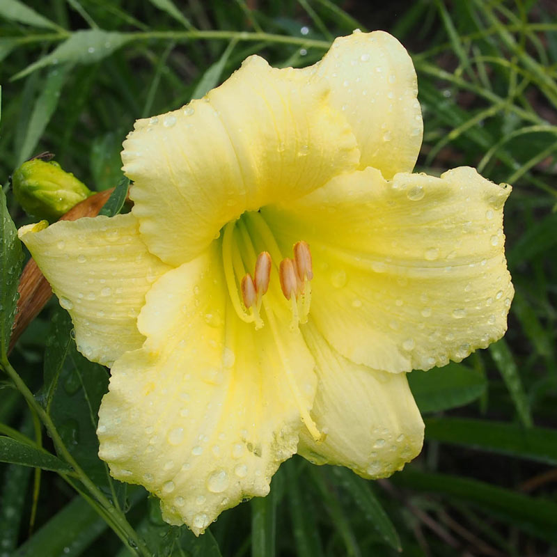 Fragrant Returns Daylily - Shop Daylily Plants